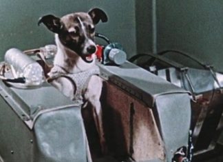 La increíble odisea de Laika, la perrita “pionera” enviada a morir al espacio