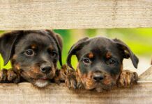 Inicia construcción del Megacapa en Ibagué