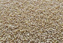 Evangelio del día: viernes 27 de enero